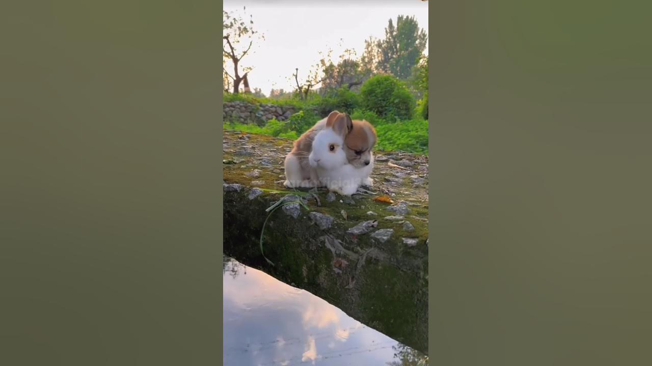rabbit-and-dog-love-each-other-shorts-shortvideo-rabbit-dog