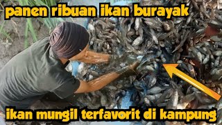 🔴 PANEN IKAN GENDOT/CECERE || ikan mungil terfavorit di kampung
