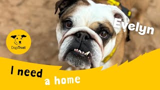 Evelyn the beautiful Bulldog | Dogs Trust Loughborough