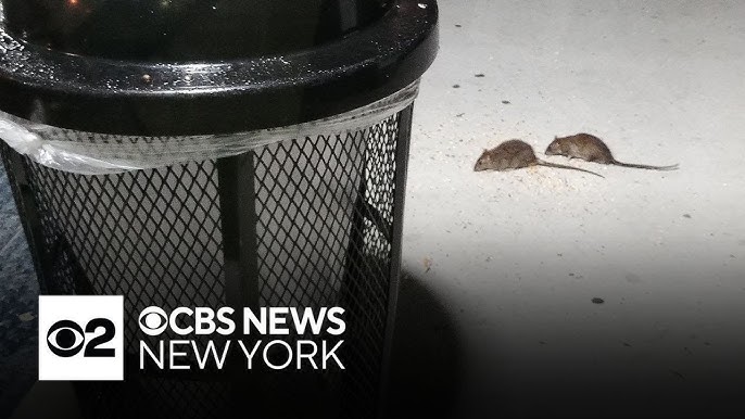 Disease Associated With Rat Exposure On The Rise In Nyc Officials Say