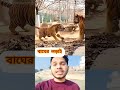 বাঘের লড়া*ই 😳😲 #tiger #attack #amazing #funny #youtubeshorts