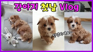 지우 서준이 동생이 생겼어요!! 말티푸 강아지 집에 온 첫날 밀착중계 반려견 가족일상 브이로그 Vlog | 제이제이 패밀리-JJ fam