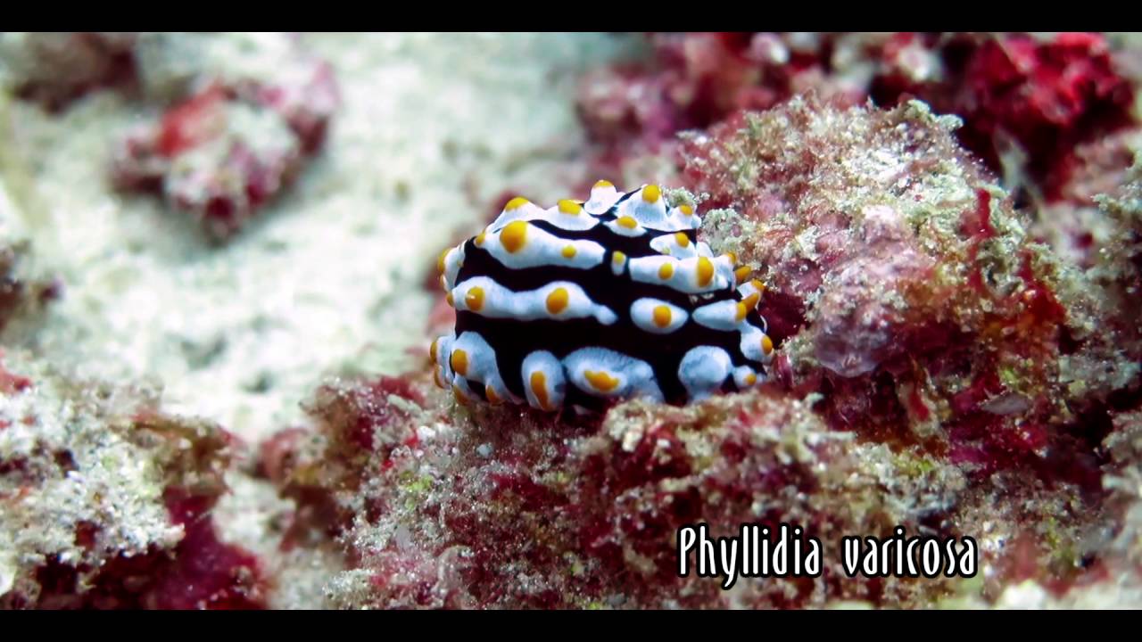 Nudibranches - Vapaakiduskotilot (Nudibranchia)