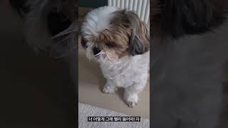 새벽 3시에 주인깨운 밥앞에 양심없는 단추 시츄 The dog that woke up its owner at 3 a.m. and 7 a.m. to ask for food