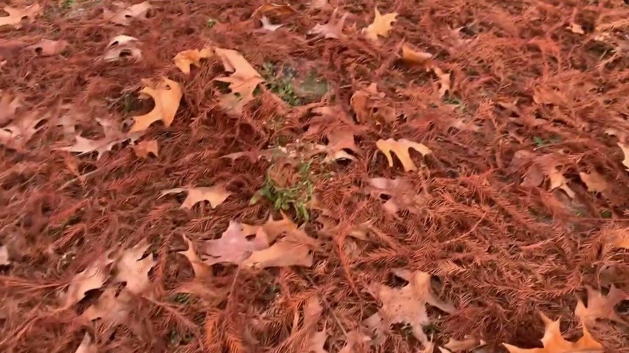 CÔNG VIÊN NAY CÂY LÁ 🍁 CÓ RẤT NHIỀU SẮC NHÌN RẤT LÀ ĐẸP 