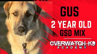 Gus | 2 Year Old GSD Mix | 14 Day Advanced Training | Confidence Building | Counter Surfing | by OverWatch K9 Academy Columbus 8 views 1 month ago 10 minutes, 54 seconds