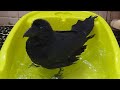 たっぷり水浴びして羽ばたいてブルブルし大好きな子たちが気になる様子