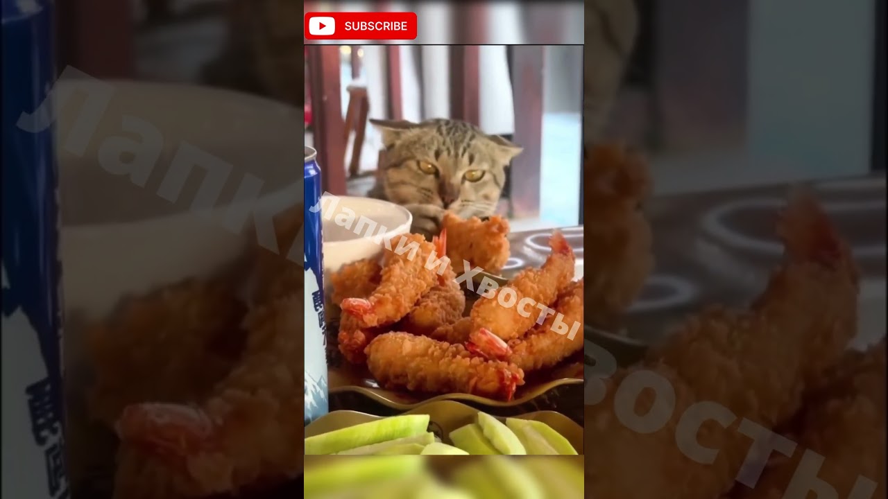 🐾Берегите ващи животики на связи ваши котики 🐈‍⬛