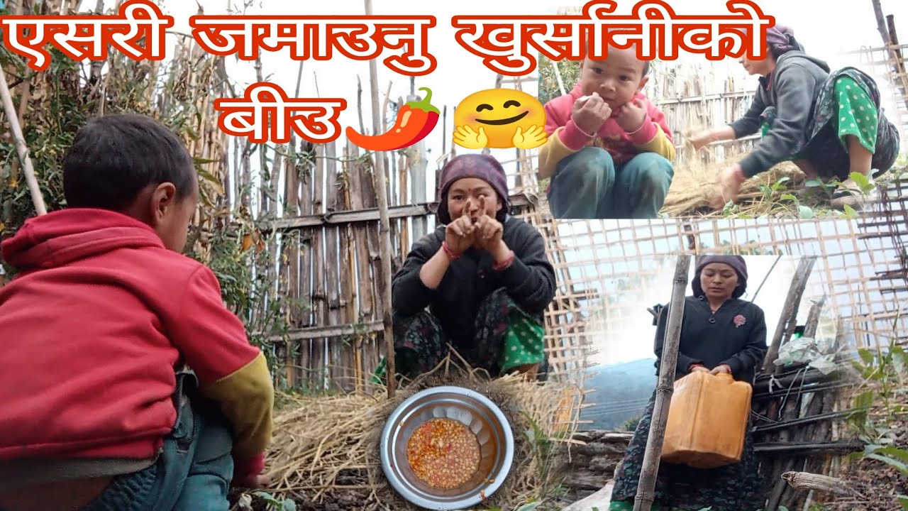 Khursaniko biu jamaune tarika 🌶️#@villageofficial# khursani # village vlog # myagdi devisthan# vlog 