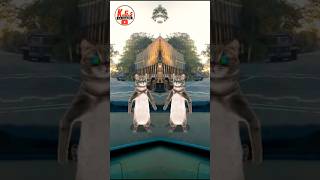 Billi bole meow meow cute catdanceshort 🐱❤️🐱 video#automobile#song #funny#comedycartoon#30onTrending