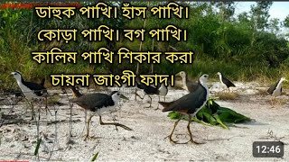 Bird trap in flock . bird catching.bird hunting.waterhen duck bird trap.dahuk dhora fad