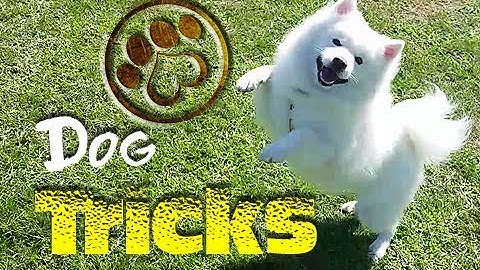American Eskimo DOG TRICKS - (Pups & Downs)