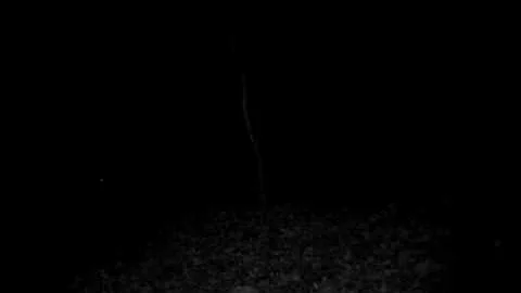 wild hog in Oklahoma