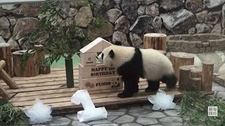 愛されてすくすくと　パンダ楓浜が1歳の誕生日　和歌山・白浜