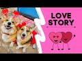 Corgi Love Story | Happy Valentine's Day! | Hammy and Olivia