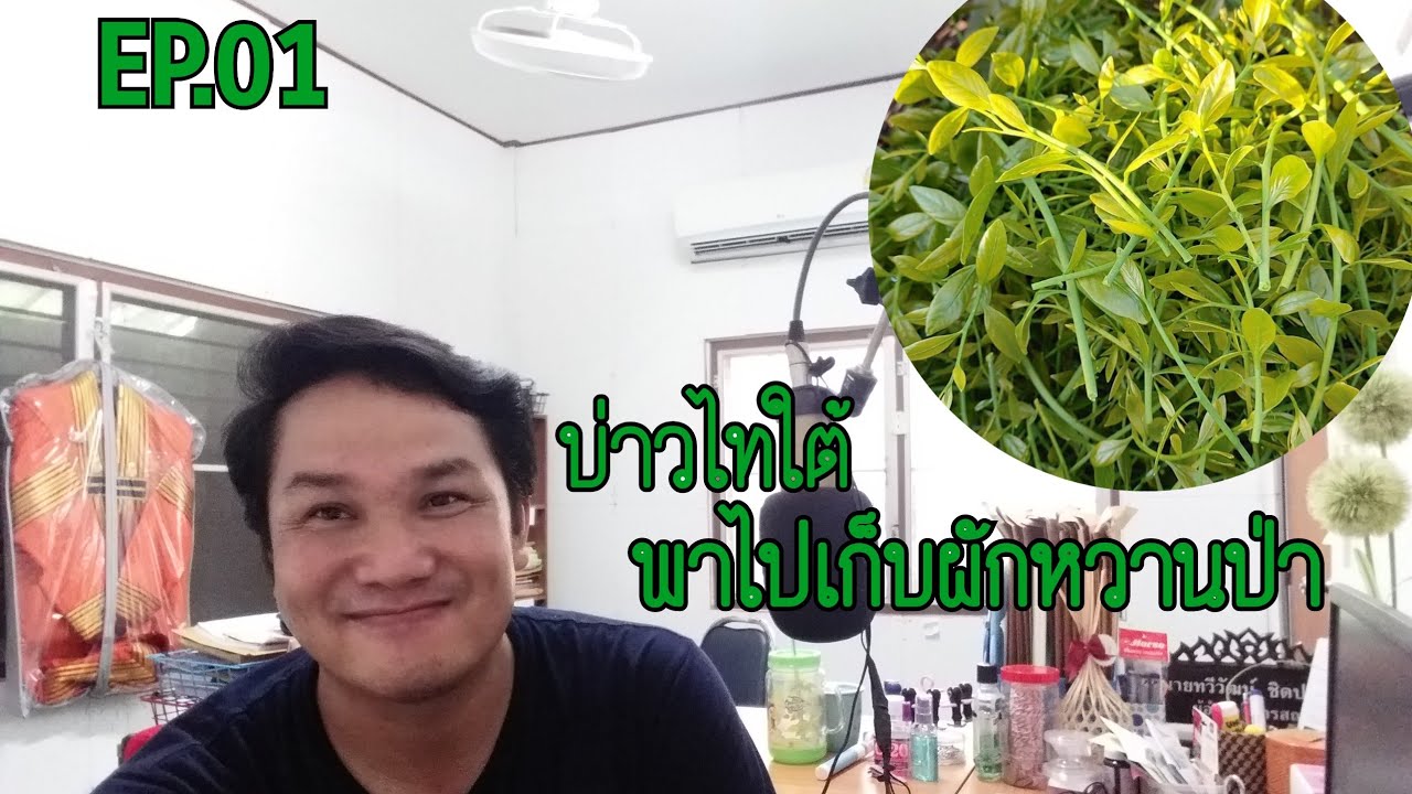 บ่าวไทใต้พาไปพาเลาะ EP.01 พาไปเก็บผักหวาน ที่ไร่ชิดประทุมครับ