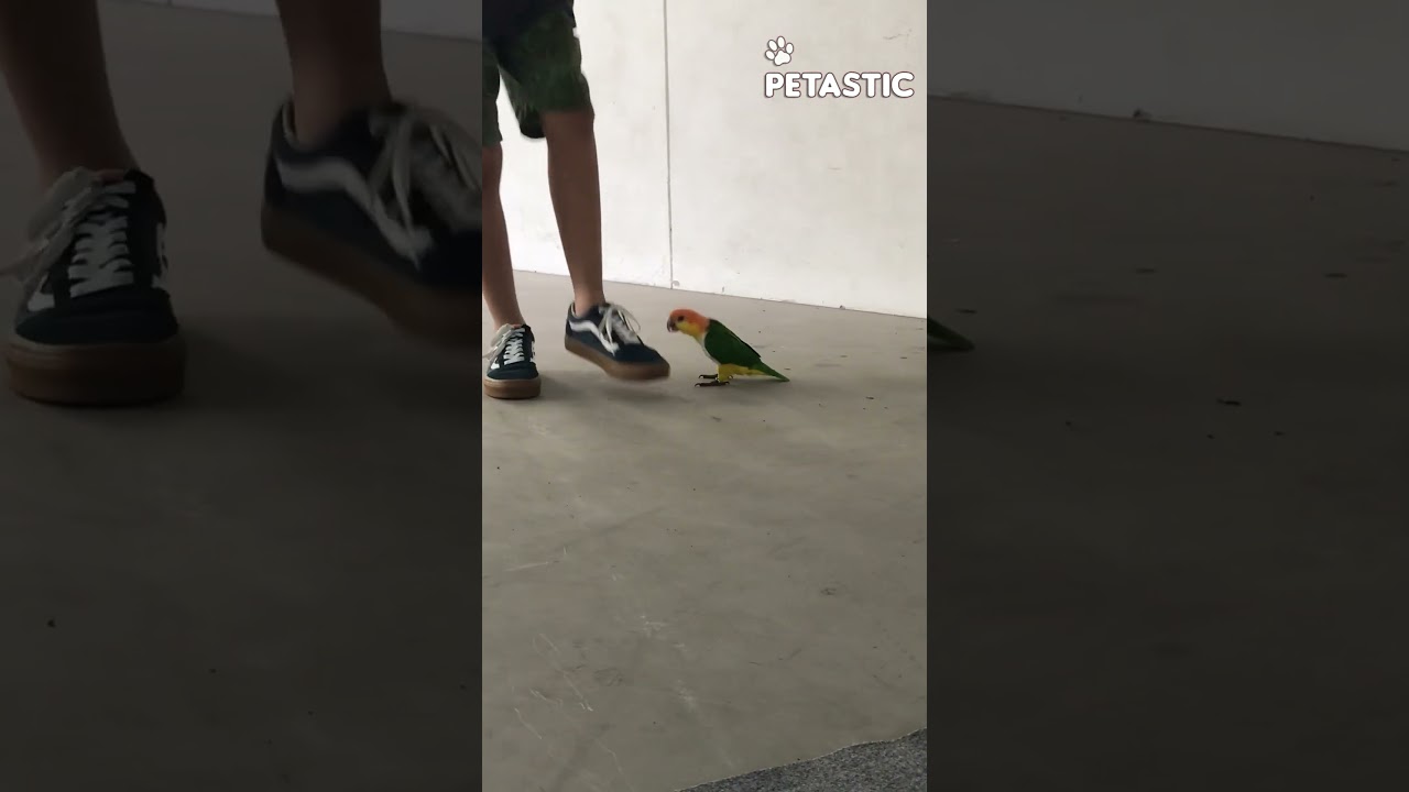 Party Parrot! This Bird Busts a Move with His Best Friend!