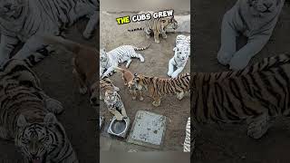 This Dog Rules Over Fully Grown Tigers! #shorts #dog #tiger #motherhood