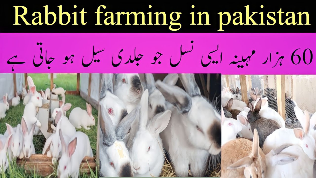 My Rabbit farm in Pakistan and earning 60K rupees monthly | Khargosh ke ...