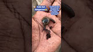 The glass snail is a danger to your snailery. #shorts #greenhouse #dnsils #snails #agric #trench
