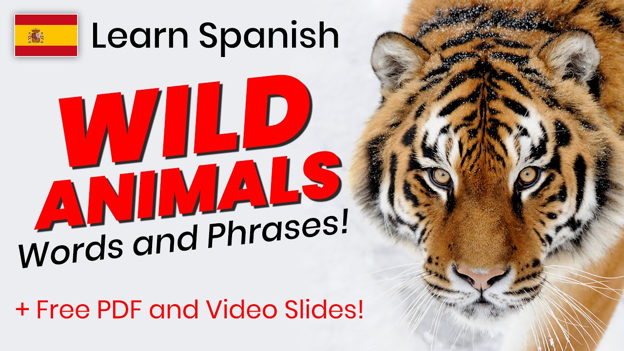 Wild Animals in Spanish words and phrases YouTube
