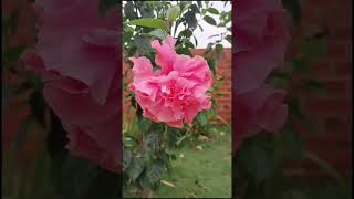 🌺Hibisco🌺#flores#flowers