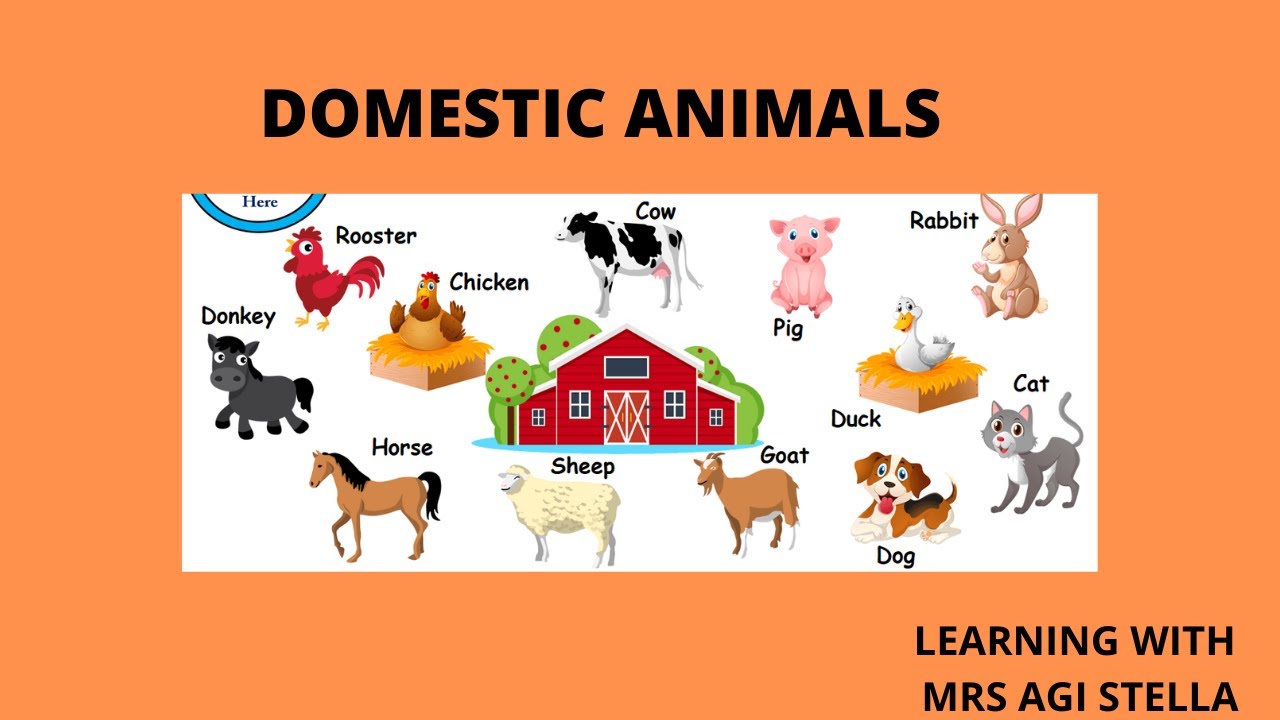 Domestic animals for Kindergarten Learning Ages 25 YouTube