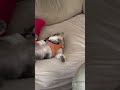 狗生快樂時光