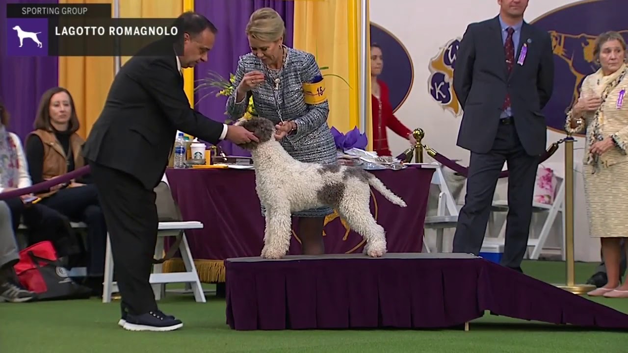 Lagotto Romagnolo Breed Judging Youtube