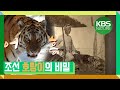 [시청자요청] 조선 호랑이, 이제는 모두 사라졌나? | KBS스페셜 "조선 호랑이왕국, 왜 사라졌는가" (2016년 4월 7일 방송)
