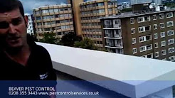Pigeon Pest Control London - Critters Gone