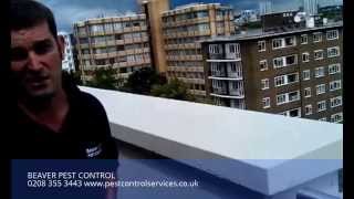 Beaver Pest Control London: Pigeons - Bird Free Gel Pest Control London
