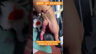 Reparación de impresoras Epson