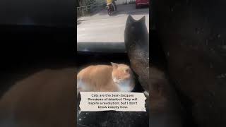 Cats are the Jean-Jacques Rousseau of Istanbul.  #absurdcomedy #cat #funny