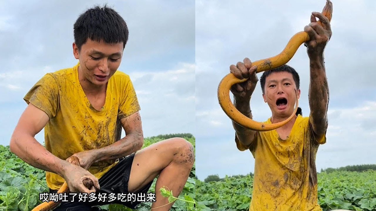 粉絲在他自家的魚苗塘，下了四個籠子，抓了4條鳝魚