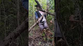 Ang hirap maguha nang panggatong sa gubat#buhayprobensiya #nature #buhayprobensiya
