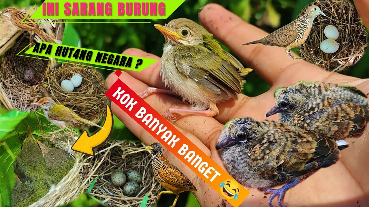 Mencari Sarang Burung || Gak Pakek lama langsung Dapat Puluhan Sarang Burung‼️