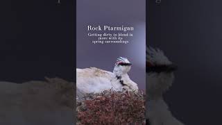 Rock Ptarmigan Getting Dirty - Minute of Wildlife #birds #wildlife #wildlifevideo