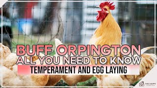 Buff Orpington All You Need To Know Temperament and Egg Laying