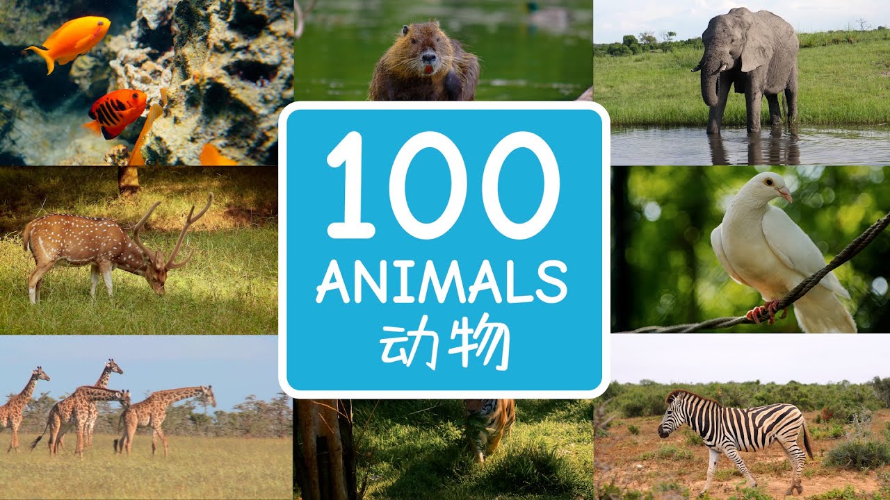 100 Animals in Chinese & English | 一百种动物的中文英文名称| Video