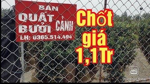 quất cảnh, quất tết 2021 - 2022 quất chum đẹp nhất