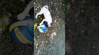 Gluglu Joue Au Ballon