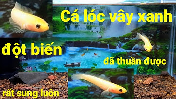 Đã thuần được con cá lóc vây xanh đột biến rất hăng và lanh luôn