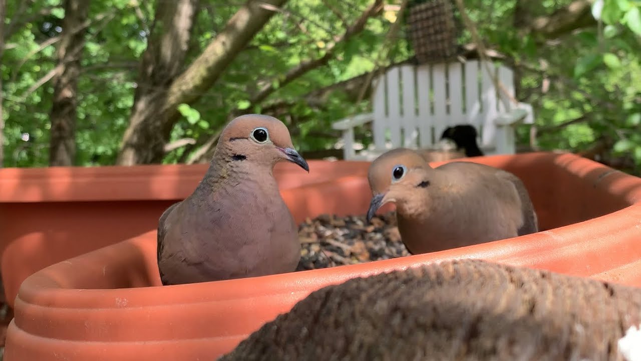 Backyard Bird Feeder Cam 05/12/2023 YouTube