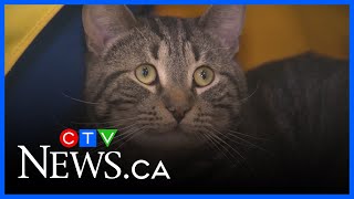 Edmonton passes new regulations on animal welfare, dog attacks and more