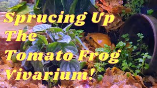 Sprucing Up My Tomato Frog Vivarium - I liked it the way it was, and yet, I made it even better!