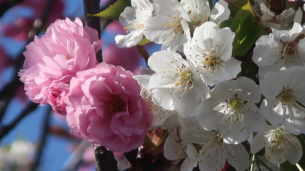 Du hast mein Herz gewonnen (Romantisches Lied - Love-Song)