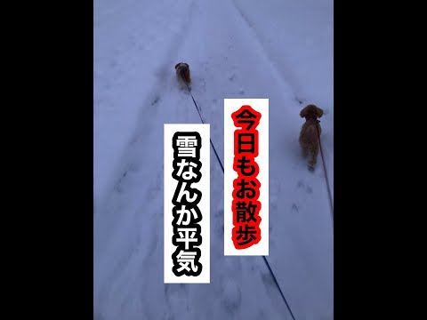 【トイプードル、シーズー】今日も元気なチョコ＆レオン　2022.1.8　朝のお散歩  ＃shorts＃トイプードル＃シーズー