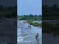 Lions crossing river | Sasan Gir