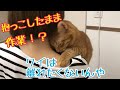 作業中も抱っこされて離れない猫が可愛すぎるんです!